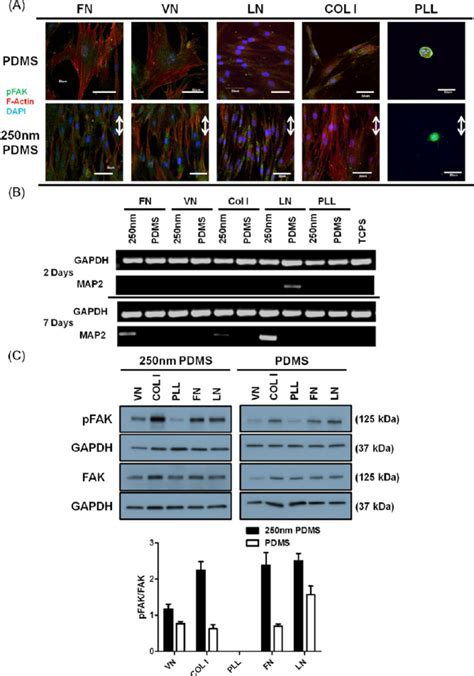 In Fl Uence Of Extracellular Matrix On Neuronal Di Ff Erentiation A