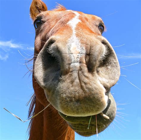 Funny Horse Faces