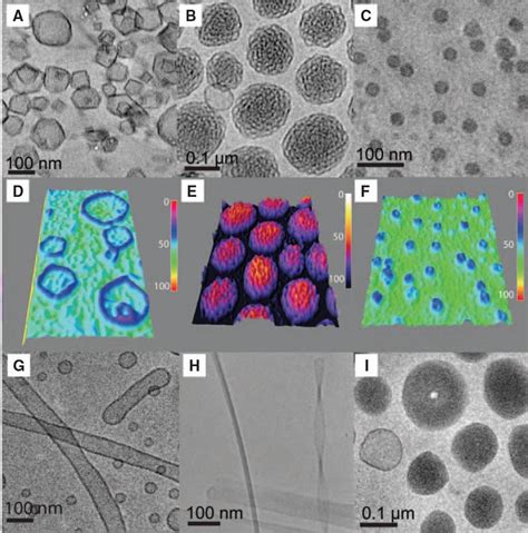 Self Assembly Of Janus Dendrimers Into Uniform Dendrimersomes And Other