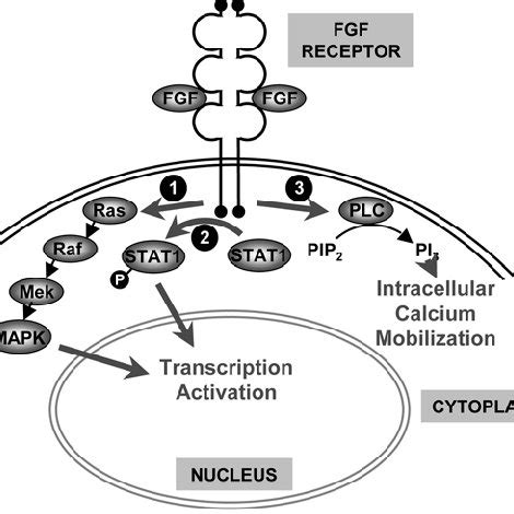 Mechanisms of FGF receptor signal transduction. Signal transduction ...