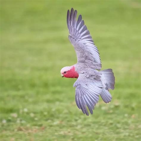 Story Of An Exotic Pet Bird Worth 1.3 Lakh That Flew Away From Cage ...