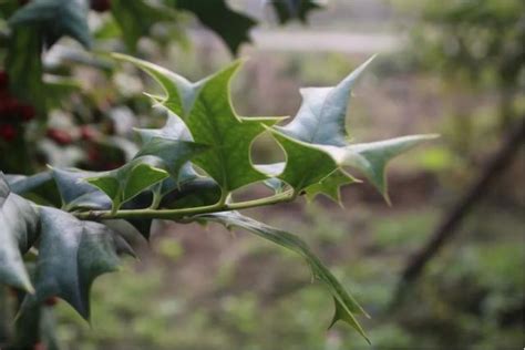 農村這種植物，渾身長刺俗稱「鳥不宿」卻價值大，遇見了請多留意 每日頭條