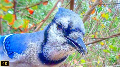 Four Different Blue Jay Calls Eye To Eye Youtube