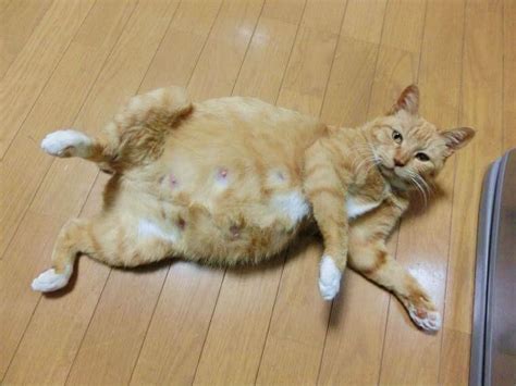 [最新] 猫 お腹 パンパン 元気 334884 猫 お腹 パンパン 元気 Mbaheblogjpwm1k