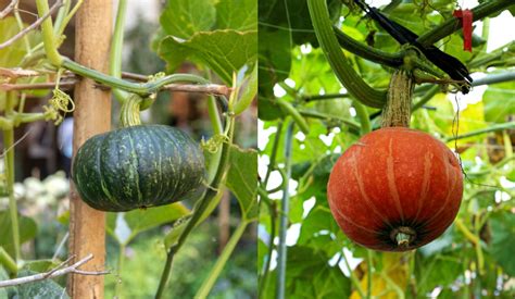 How To Trellis And Grow Squash Vertically For Higher Yields In Less