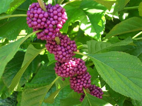 Callicarpa americana (American Beautyberry10) - Richard Lyons Nursery, Inc.