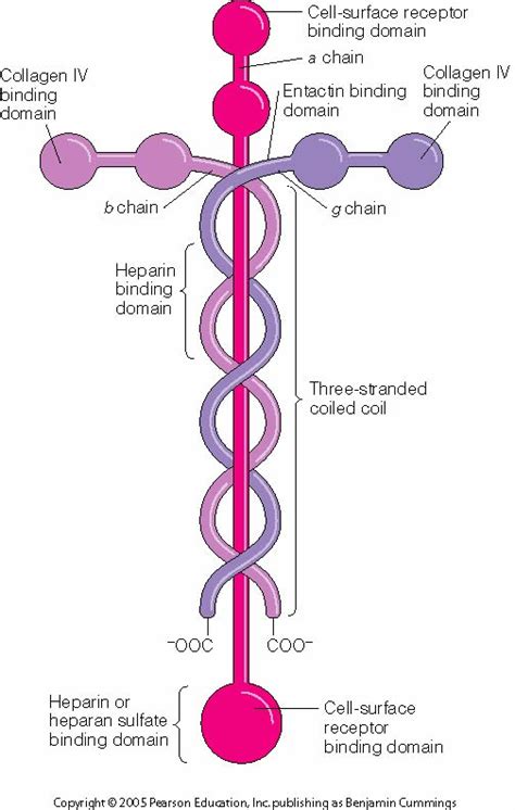 Big E Reveals: Laminin - The Cross Shaped Molecule That Holds Us Together