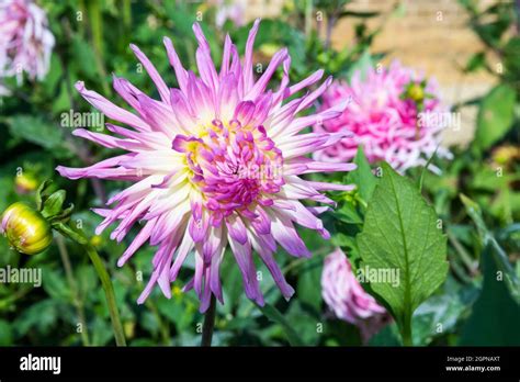 Dahlia Park Princess Stock Photo Alamy