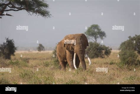 Massive African bull elephant walking-big tusks Stock Photo - Alamy