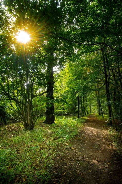 Woodland Walk Sign Stock Image Image Of Point Direction 124121075