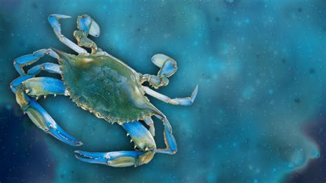 Chesapeake Bay Blue Crab population remains 'steady,' spawning-age ...