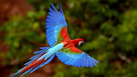 3840x2160 resolution | blue and red parrot, macaws, birds, animals ...