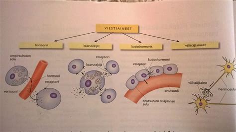 Kurssi Ihmisen Biologia Kappale Ihminen On Monisoluinen Eli