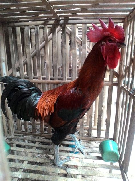 081390418867 Toko Jual Ayam Hias 089637822311 Ayam Pelung