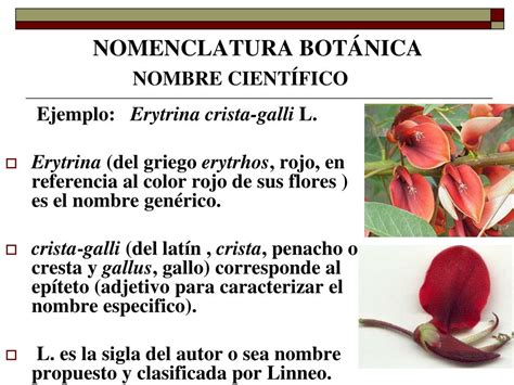 Ppt La Rama De La Nica Que Se Encarga De Proveer A Cada Especie