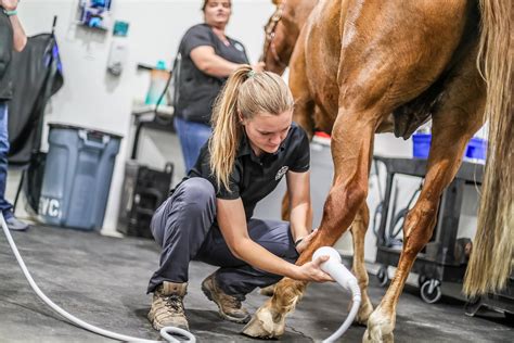 Lameness and Performance — Black Diamond Equine Veterinary Clinic