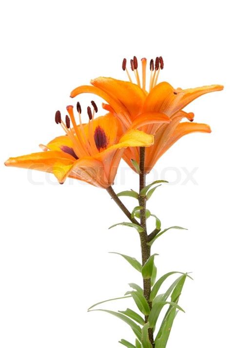 Orange Lilje Blomster Isoleret P Hvid Stock Foto Colourbox