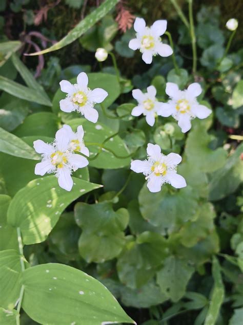 Fringed Grass Of Parnassus From Wallowa County Us Or Us On August