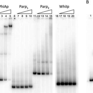 A Whig Directs Transcription From The Whii Promoter Unit Of E