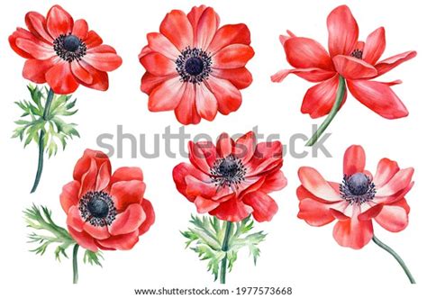 Red Anemones Flowers Hand Painted Watercolor Stock Illustration