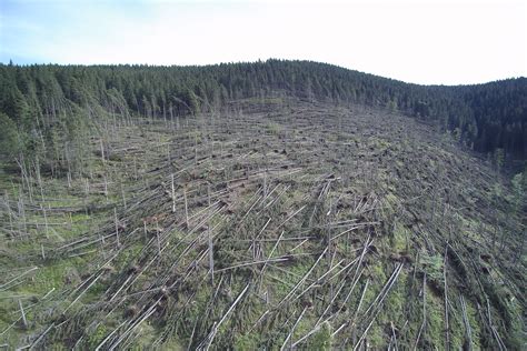 Zeci De Mii De Hectare De P Dure Afectate De Fenomenele Meteorologice