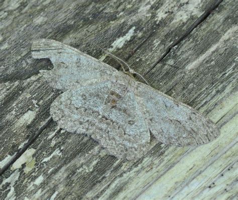 Aschgrauer Rindenspanner Hypomecis Punctinalis0325a Flickr