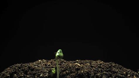 Seed Growing Time Lapse Stock Video Footage for Free Download