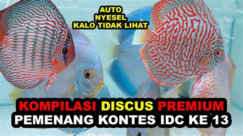 Kompilasi Ikan Discus Premium Pemenang Kontes Idc Ke Youtube