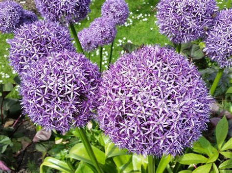 Les Plus Belles Fleurs Mauves Du Jardin