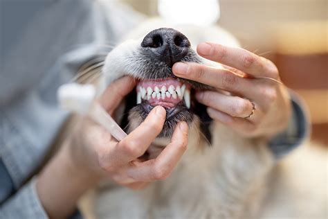 Dental Mt Airy Veterinary Associates — Mt Airy Veterinarian