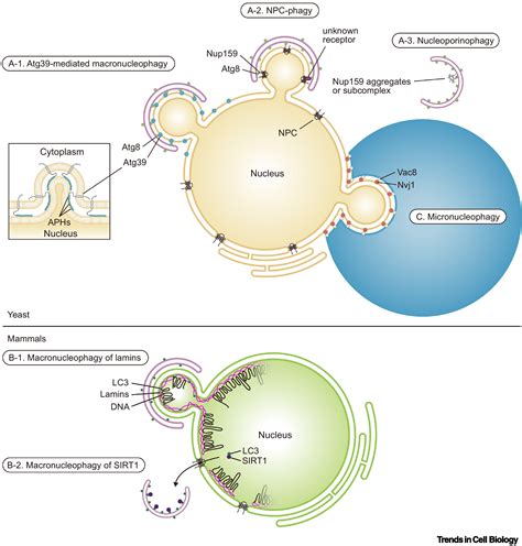 Degradation Of Nuclear Components Via Different Autophagy Pathways