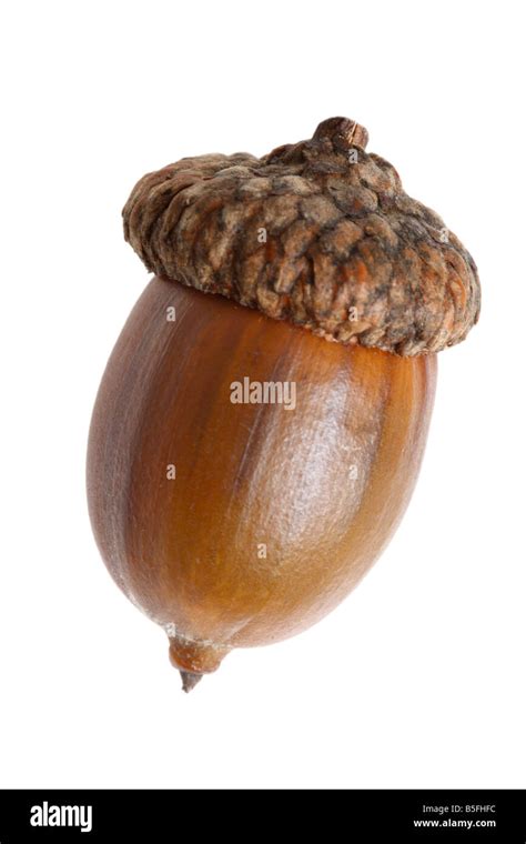 Single Acorn Cutout On White Background Stock Photo Alamy