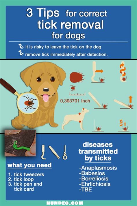 Dog Ticks Removal