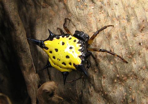 Spiny Backed Orb Weaver Flickr Photo Sharing