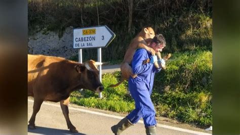 Un Ganadero De Cantabria Viral Por Su Imagen Llevando A Hombros A Un