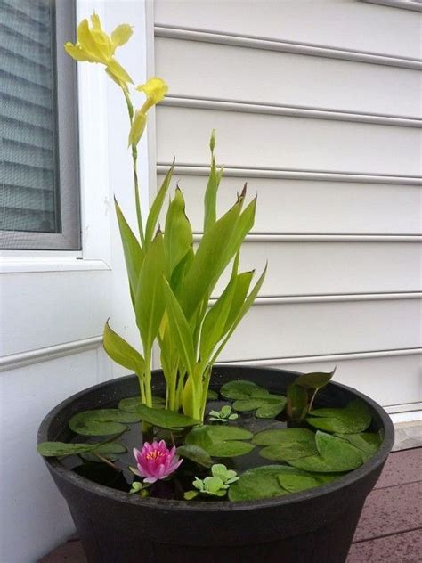 Outdoor Aquarium Pond Planter 12 Gardenmagz Jardim Diy Jardins