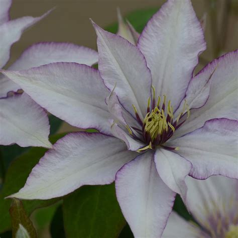 Bernadine™ Clematis Plant Addicts