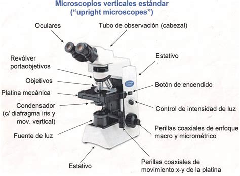 Como Funciona Um Microscopio Revoeduca