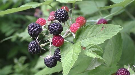 Michigan Wild Foods Raspberries And Blackberries YouTube