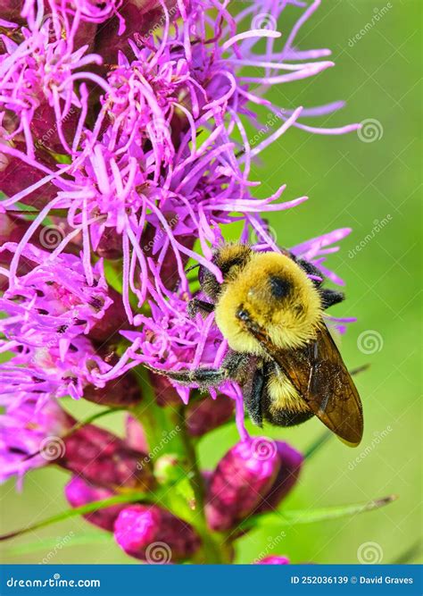 Common Eastern Bumblebee (Bombus Impatiens) Stock Image - Image of