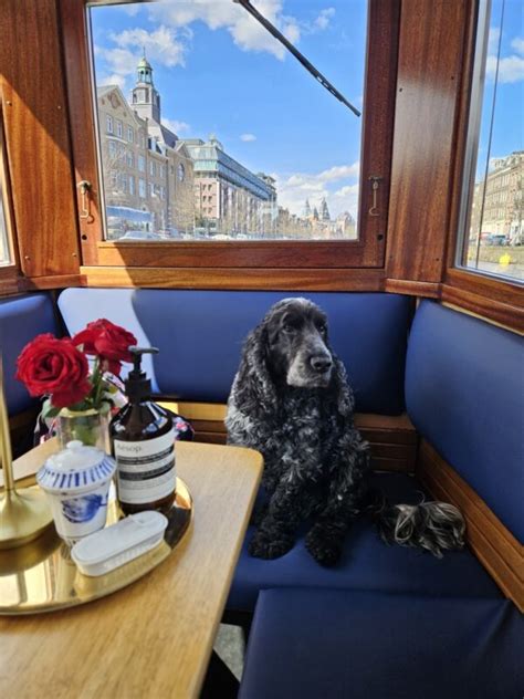 Grachtenfahrt Amsterdam Mit Hund Das Hundefreundliche Boot