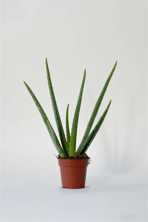 Aloe Vera 30cm X D8