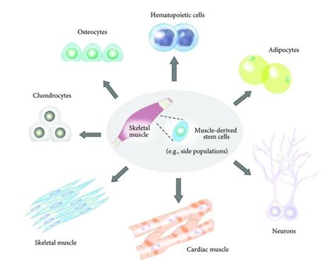 Trans Differentiation Of Muscle Derived Stem Cells Possible