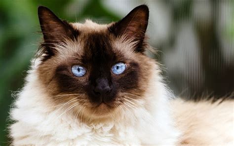 Fascinating Facts About Himalayan Cats You Need To Know Pet Keen