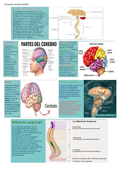 El Sistema Nervioso Central Morfofisiologia L Studocu