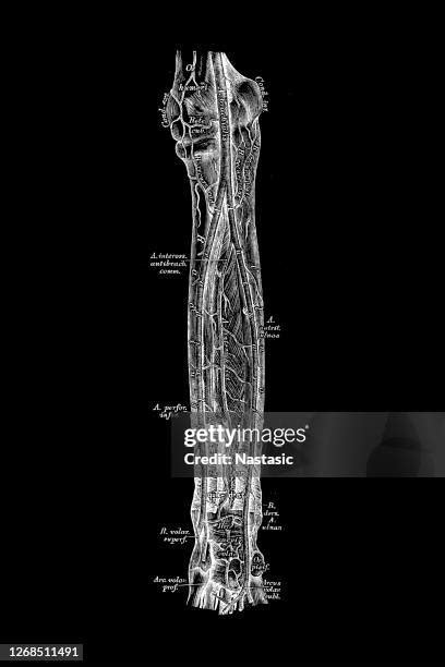 Wrist Forearm Anatomy Photos And Premium High Res Pictures Getty Images