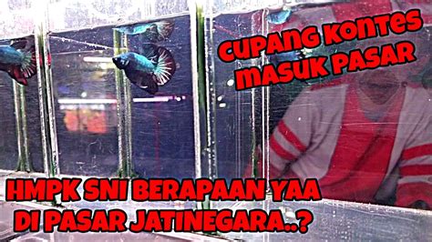 CEK HARGA CUPANG KONTES DI PASAR JATINEGARA YUK GUYS HMPK NYA MURAH