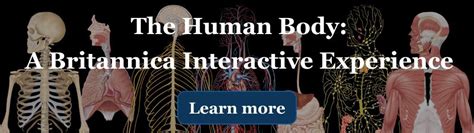 Salivary Gland Function Secretion Structure Britannica