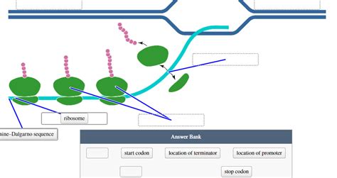 Solved Match A Descriptor To Each Region Of The Diagram For Chegg