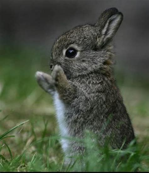 Cute Bunny Meme Generator